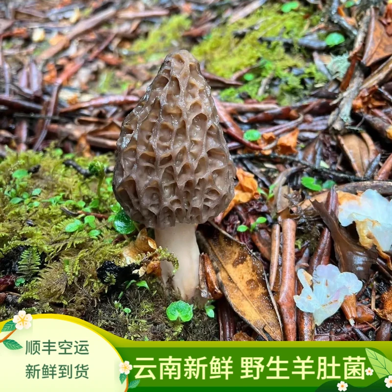 新鲜野生羊肚菌 云南香格里拉野生菌 煲汤爆炒云南特产 顺丰空运