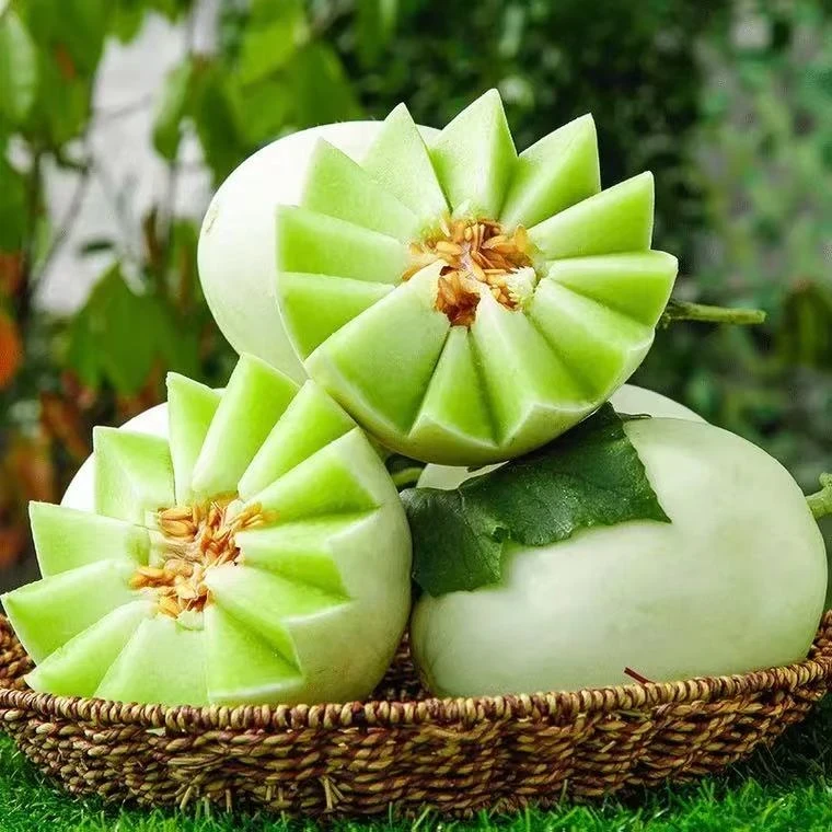 【彩箱装】山东玉菇甜瓜4.5-5斤香甜可口新鲜水果