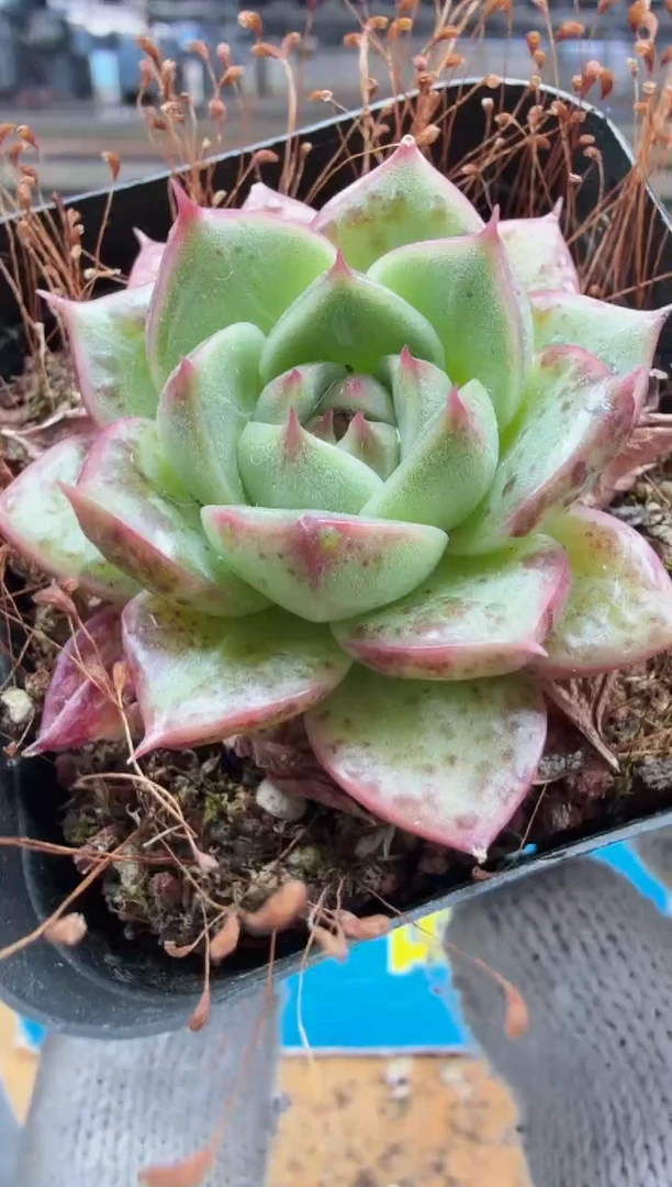 东云多肉园二店-522