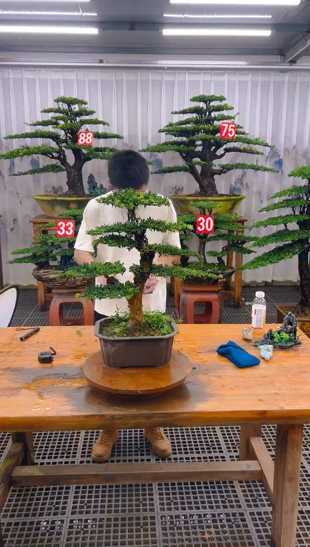 无花朵精品盆景直播间一物一拍