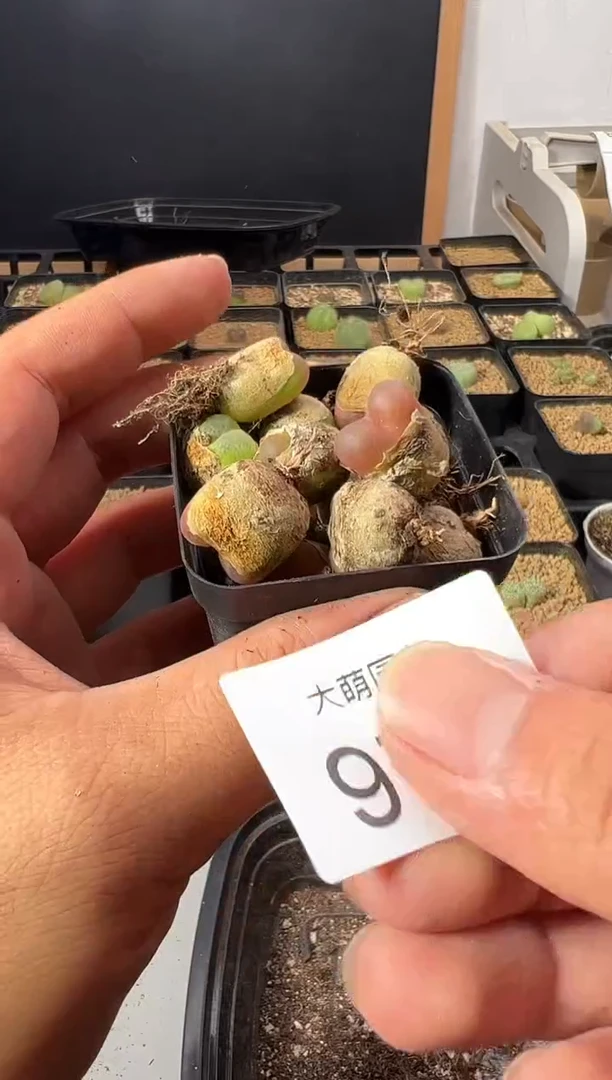 一物一拍         977