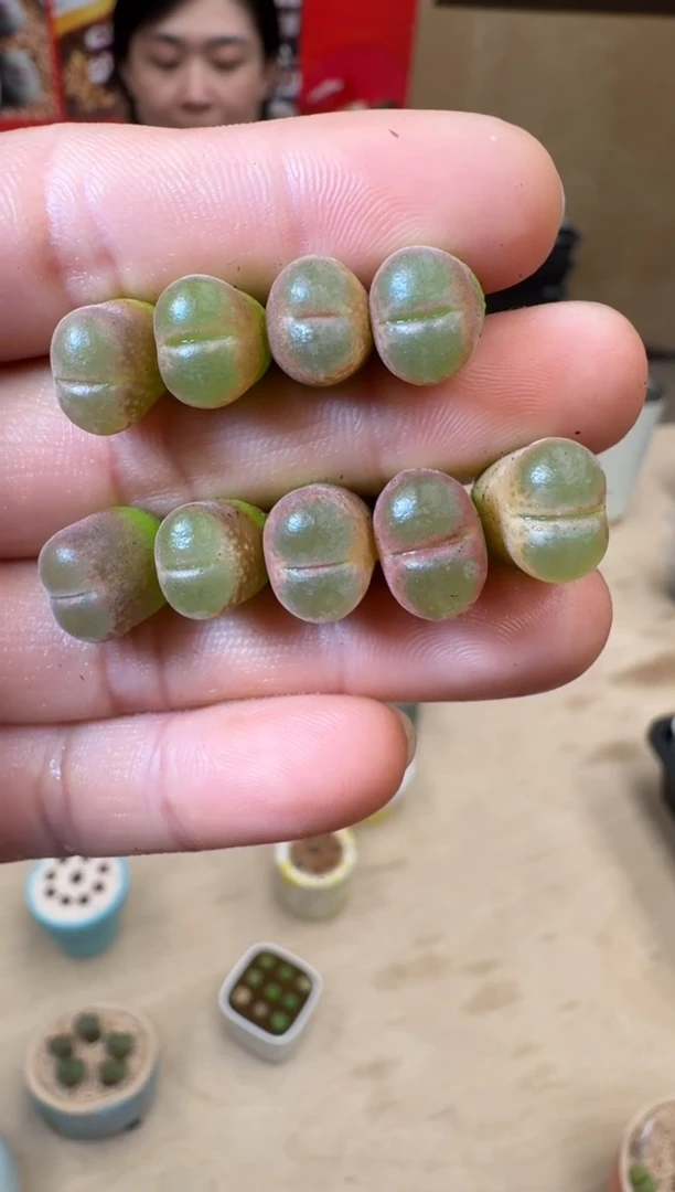 【闪购商品】1/24-102 恩东风铃一颗