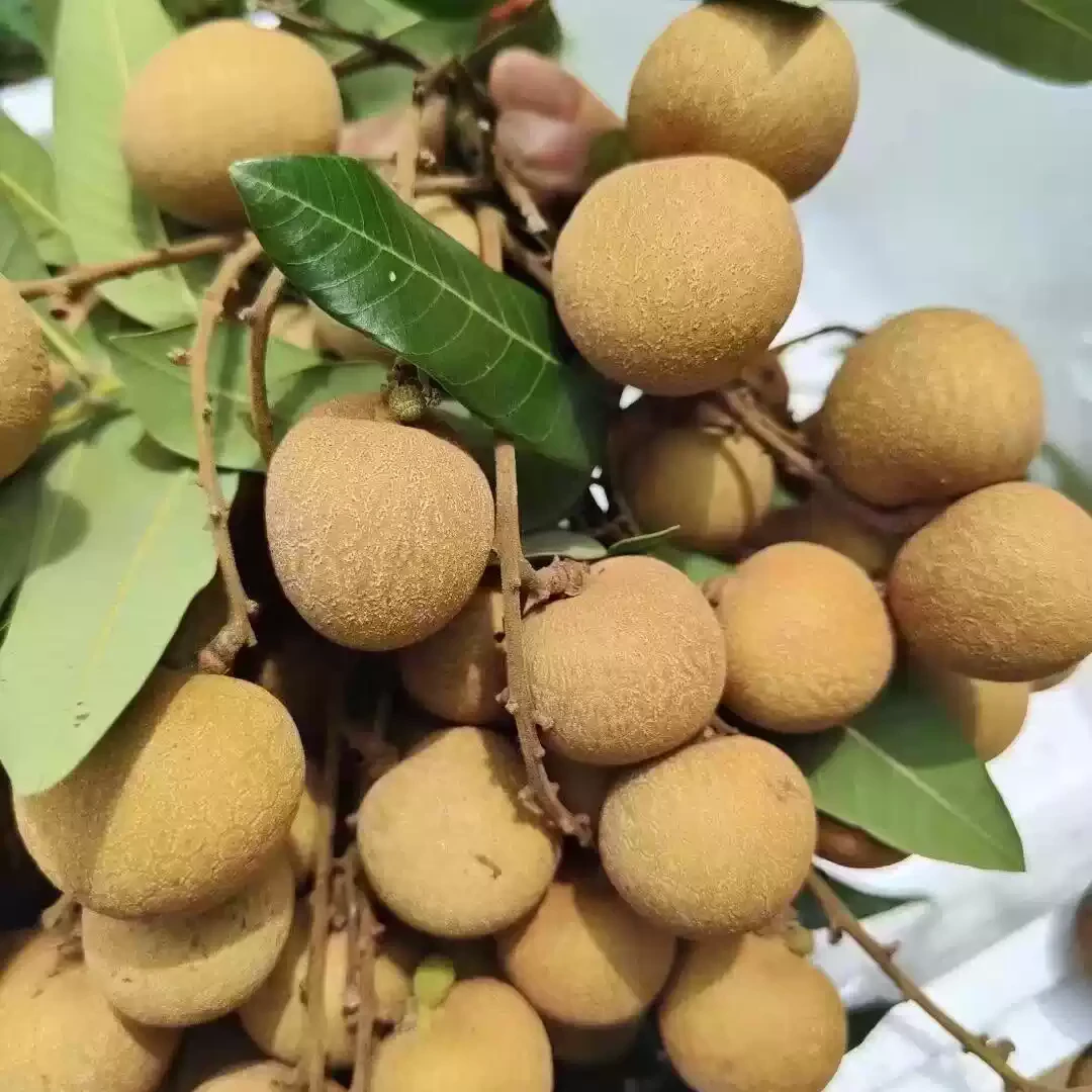 【顺丰京东包邮】广西储良石硖龙眼新鲜清甜多汁肉厚饱满当季水果