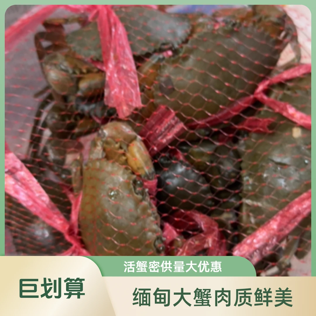 大肉蟹（缅甸蟹）青蟹海鲜一份700-800克蟹同城配送