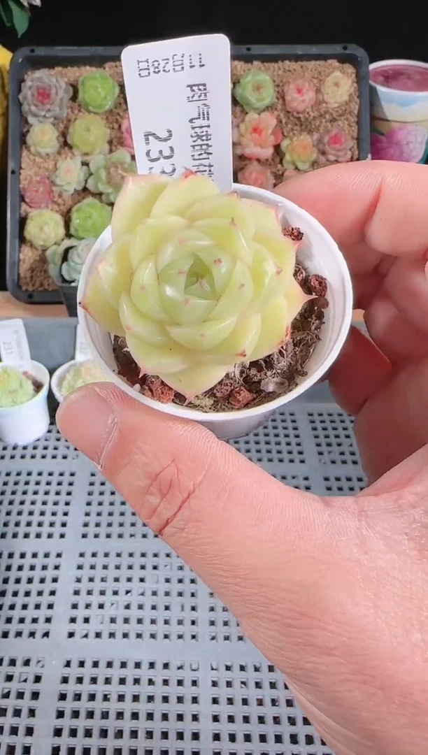 多肉1128-233群生不包整