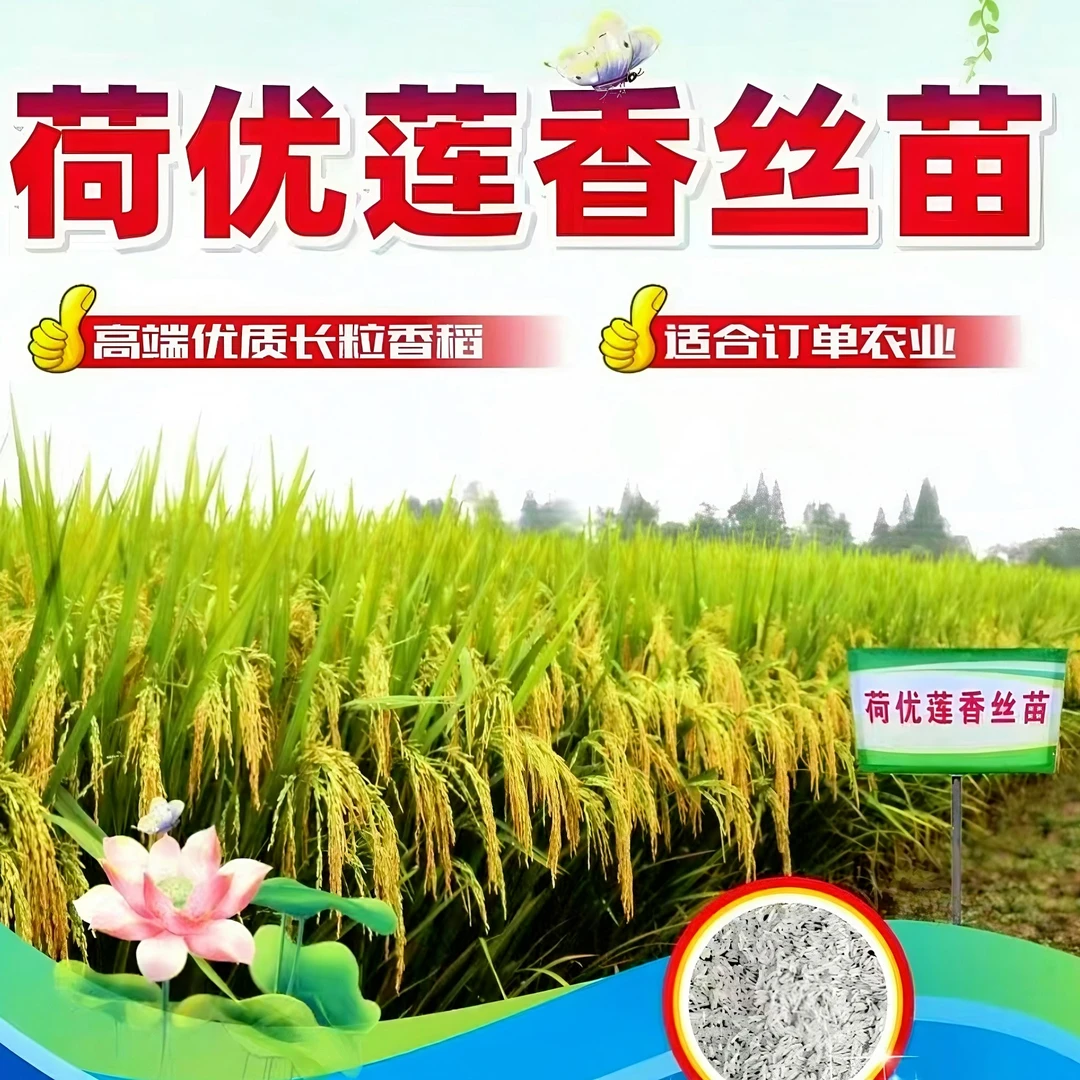 荷优莲香丝苗浓香型杂交水稻种子晚稻种籽虾稻田高产原装正品新种