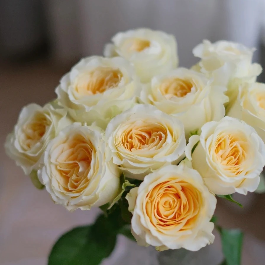 奶油杯月季花苗开花特大花浓香黄玫瑰花四季盆栽花卉植物树苗绿植