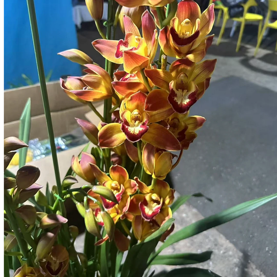 飞花|大花蕙兰|火花|