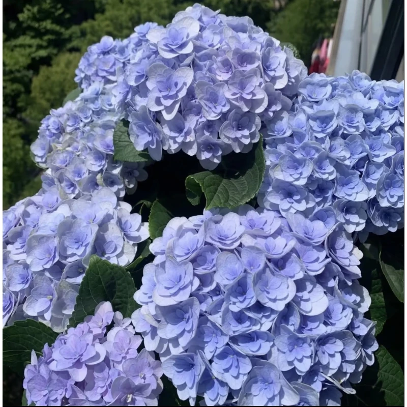 【弗洛伦蒂娜】弗洛伦蒂娜绣球花花期超长好养护阳台庭院盆栽地栽