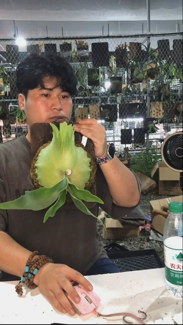 不开花植物千手观音