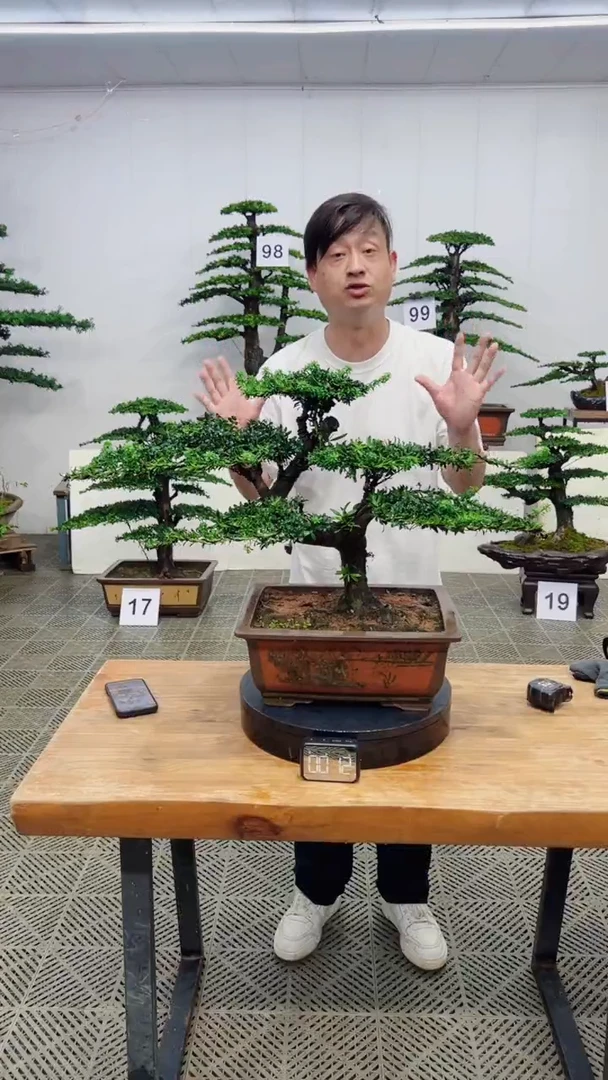 无花朵造型盆景一物一拍
