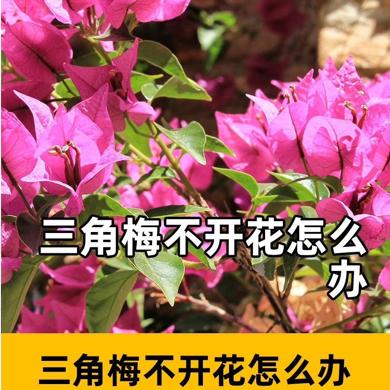 三角梅不开花怎么办三角梅不开花怎么办磷酸二氢钾花用酸性通用型