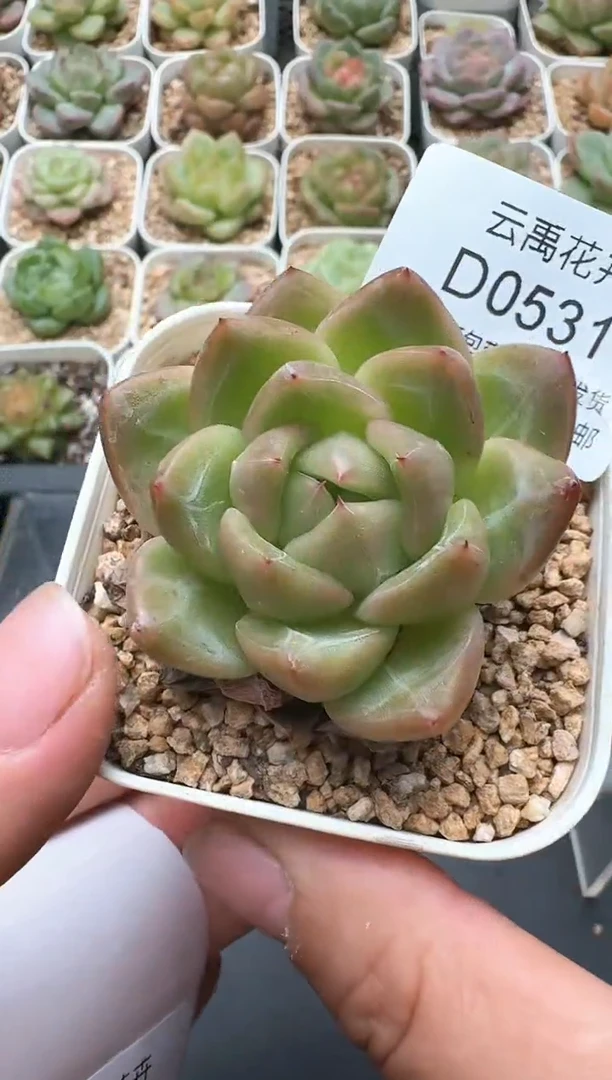 531D云禹多肉植物 带盆土纸巾打包 3颗包邮