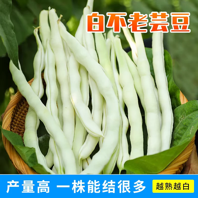 芸豆种子九粒白老来少白不老蔬菜种籽四季菜豆蔬菜家庭院种植春季