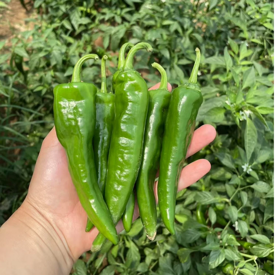 特辣辣妹子辣椒特香特辣皮薄肉脆农家自种新鲜现摘土辣椒