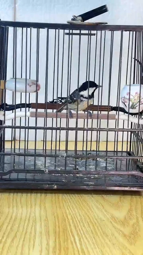 17号贝子养笼0元起拍