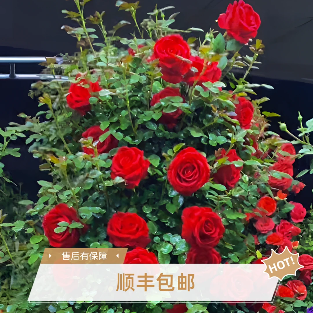 大红色 佛罗伦蒂娜 大花重瓣浓香 多季开花 庭园爬藤蔷薇