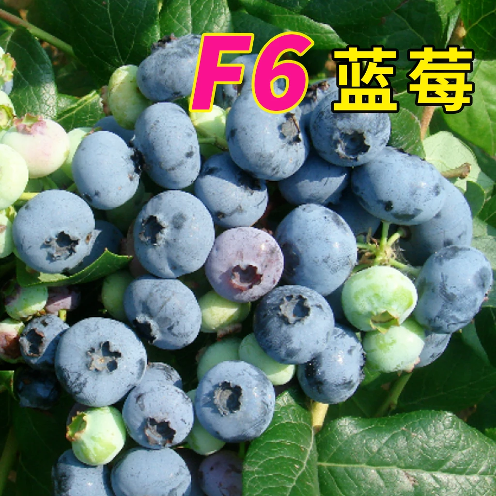 【云南F6蓝莓】精免洗纯甜无花香果园现采现发买一送一产地顺丰空运
