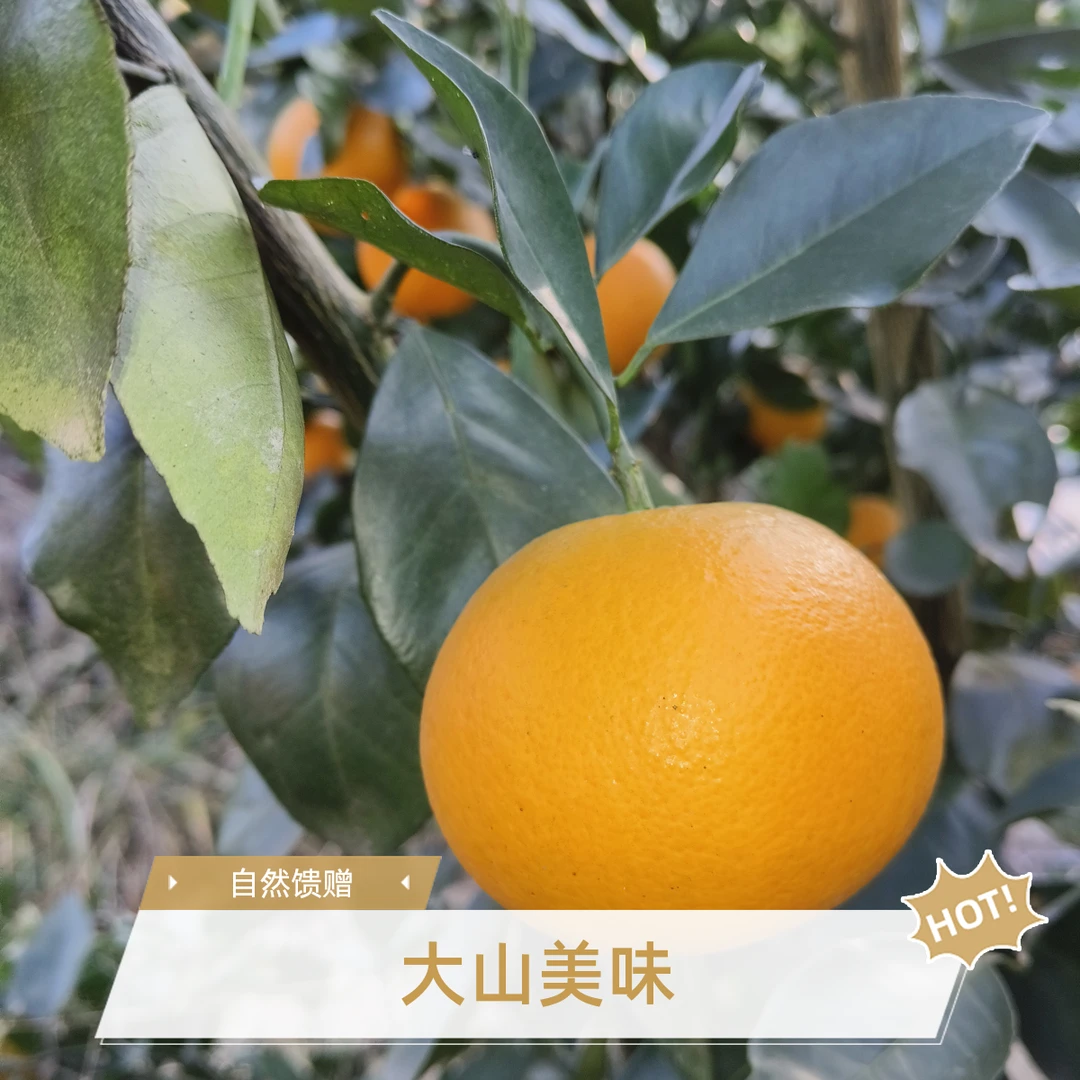 怀化芷江冰糖橙,产地直销