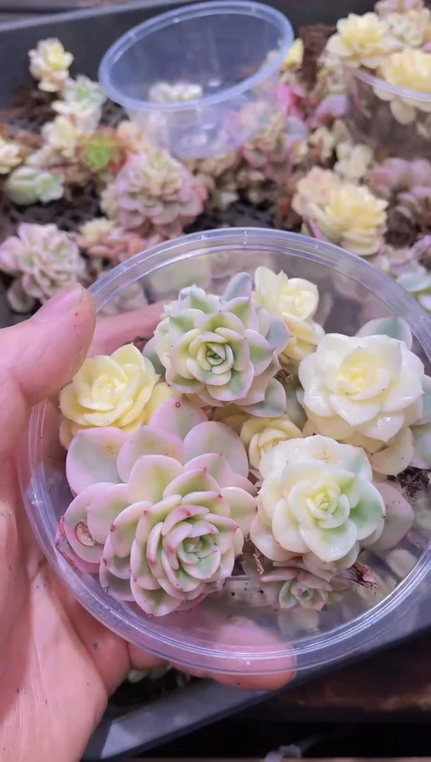 【闪购商品】159腊牡丹锦量拍1盒