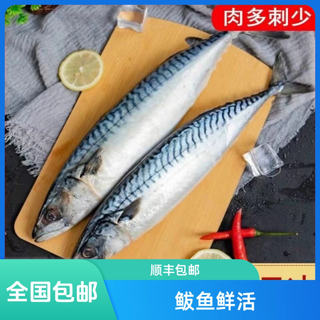 【今年新货】新鲜鲅鱼新鲜特大青花鱼顺丰包邮青占鱼花仙鱼海鲜批发