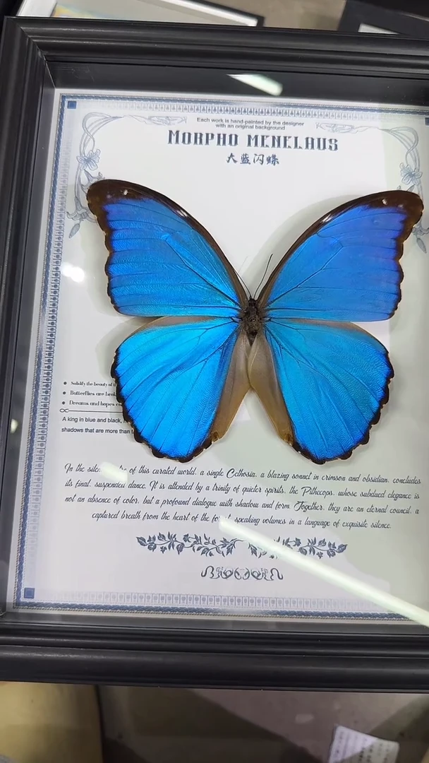 大蓝闪蝶，优品，无缺无裂，一丢丢小掉粉