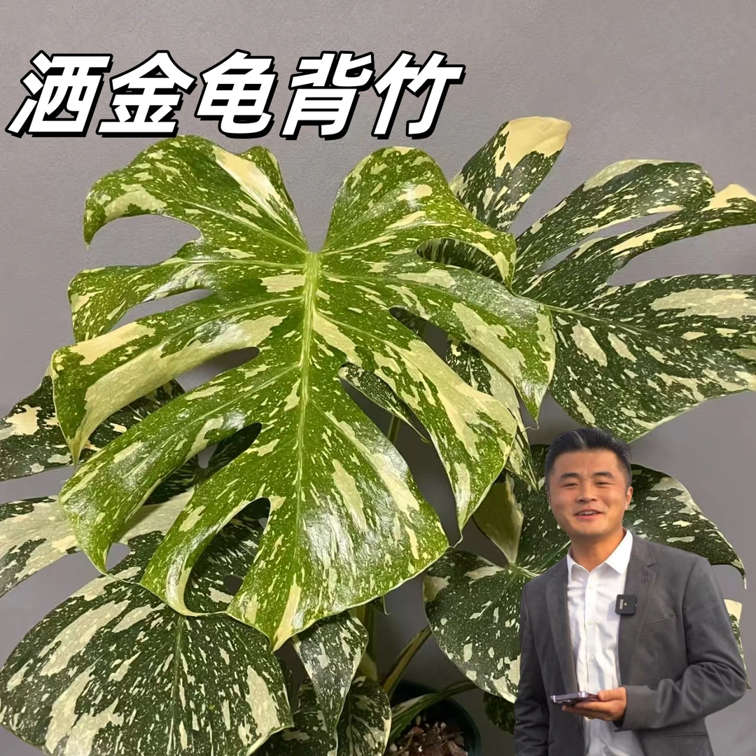 【热植馆】洒金龟背竹室内桌面阳台四季常绿好养绿植