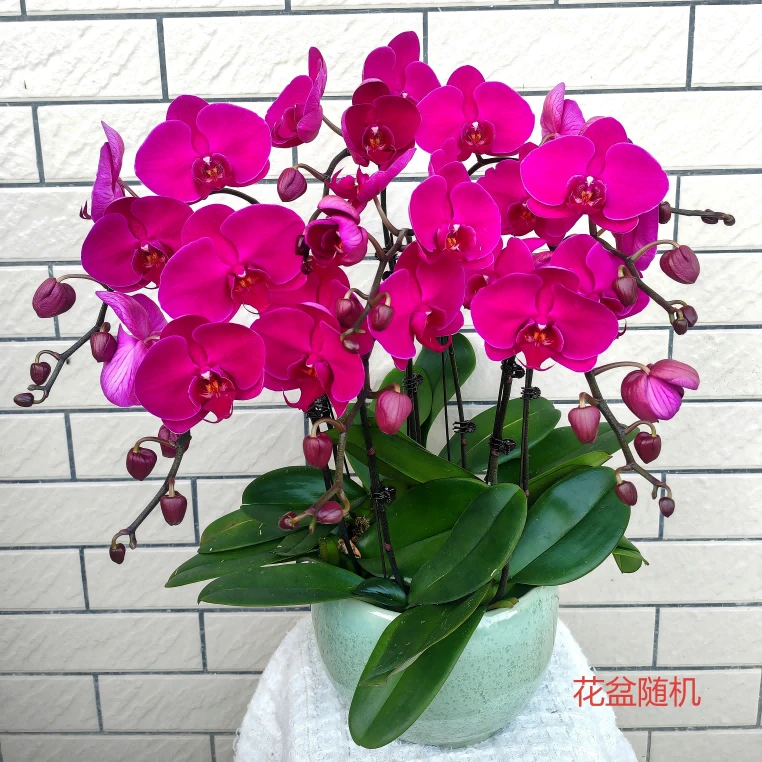 蝴蝶兰[火凤凰]深紫红色大花型高端大气送礼佳品