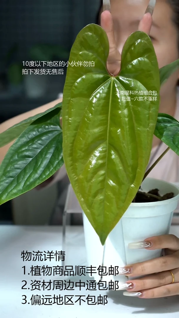 完全开放羊奢花烛