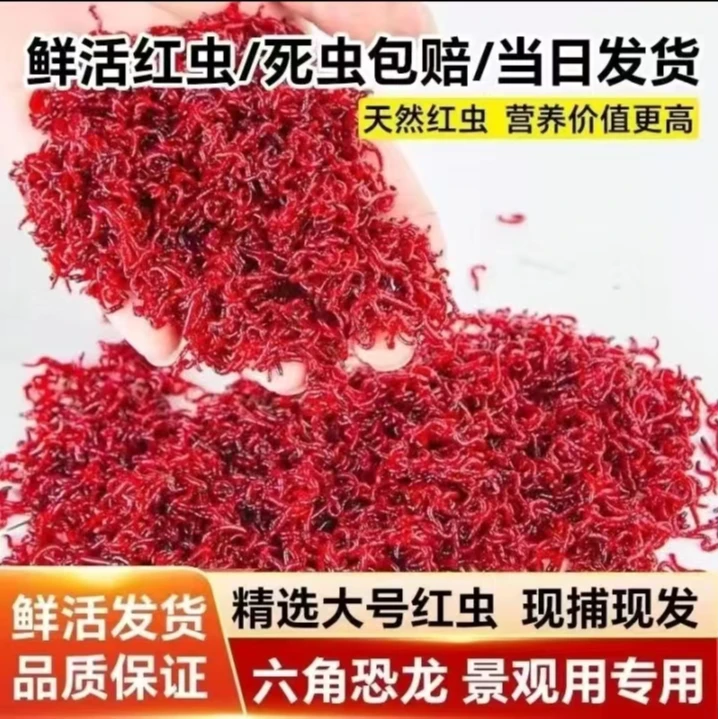 鲜活小红虫活体活饵野生拉饵鲫鱼野钓黑坑饵料垂钓