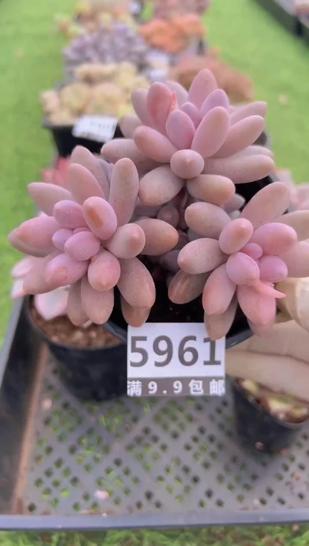 【闪购商品】信福多肉一物一拍