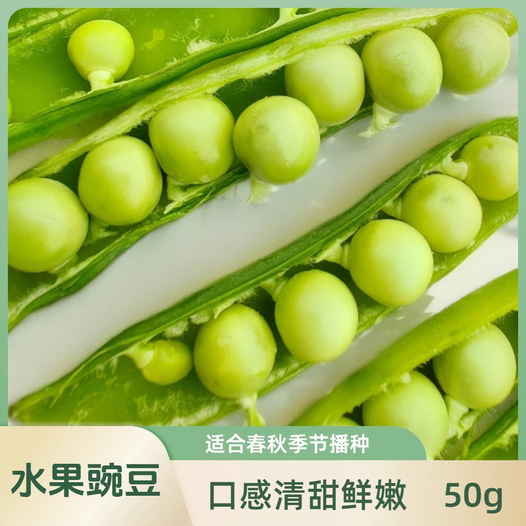 水果甜碗豆种子甜脆肉碗豆种子春季秋季种植露天阳台菜地播种