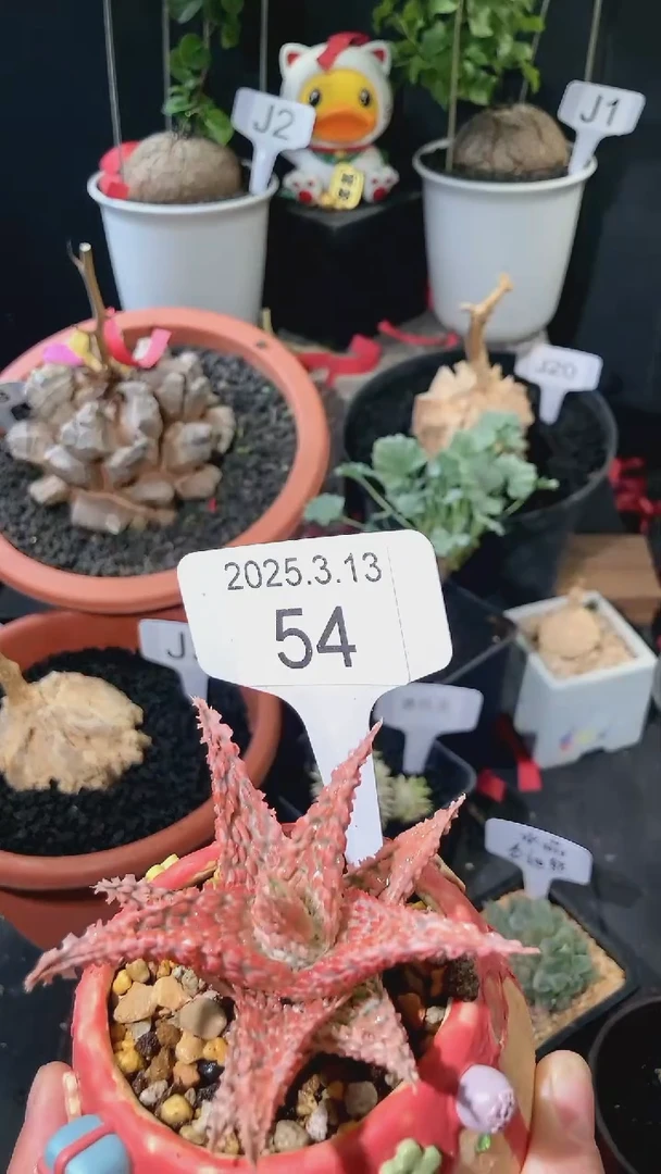 【闪购商品】VIP94猫，盆加花299元.54号