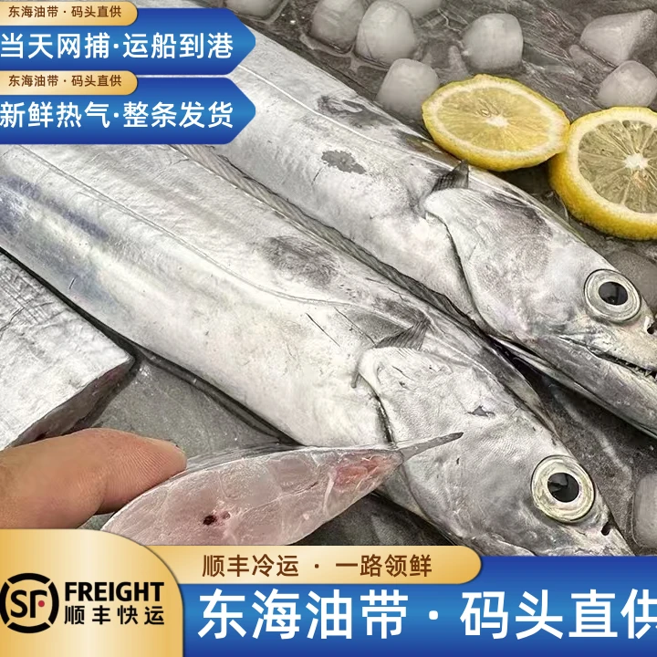 【中大号带鱼】舟山渔场 东海油带 码头整条新鲜发货 顺丰包邮2