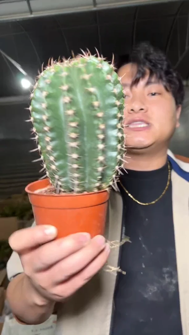 大号 金刚彩草杂交 不指定带崽