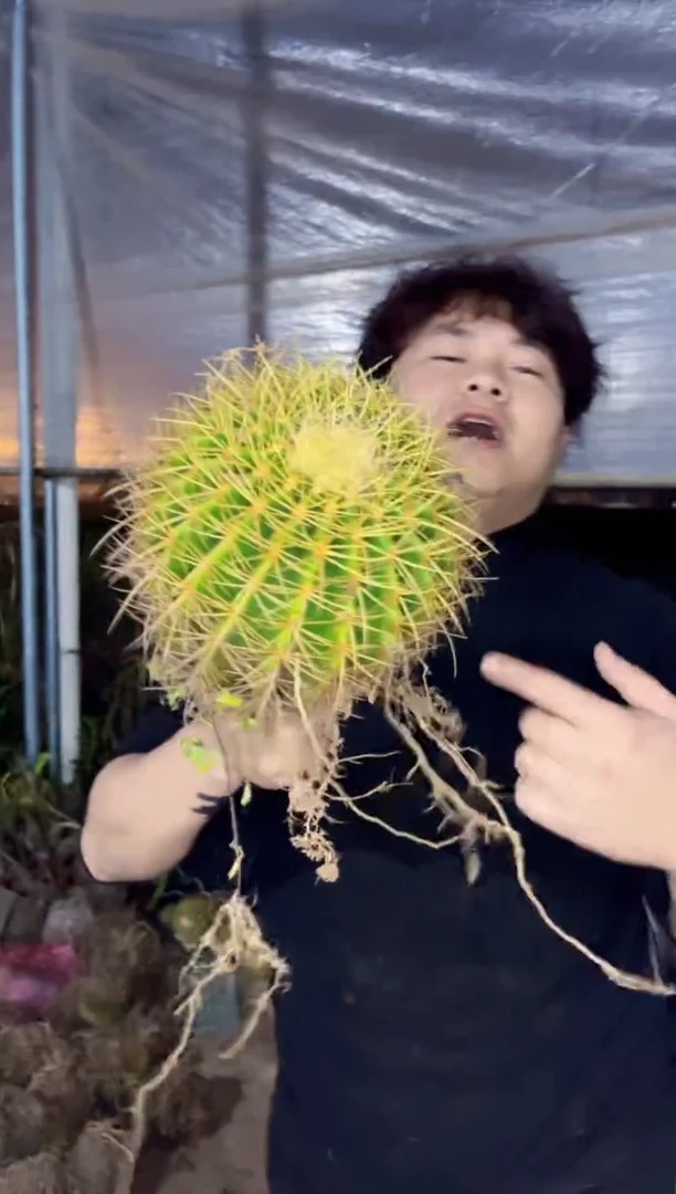 【闪购商品】实生根 金虎 13-15cm