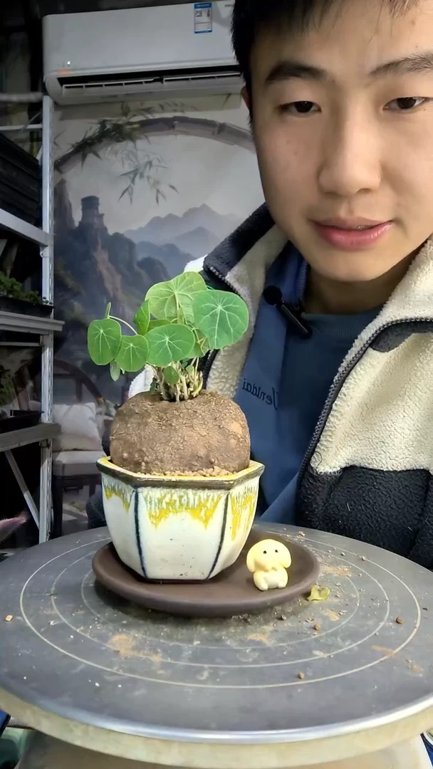 এ****꧂中青园艺一物一拍408