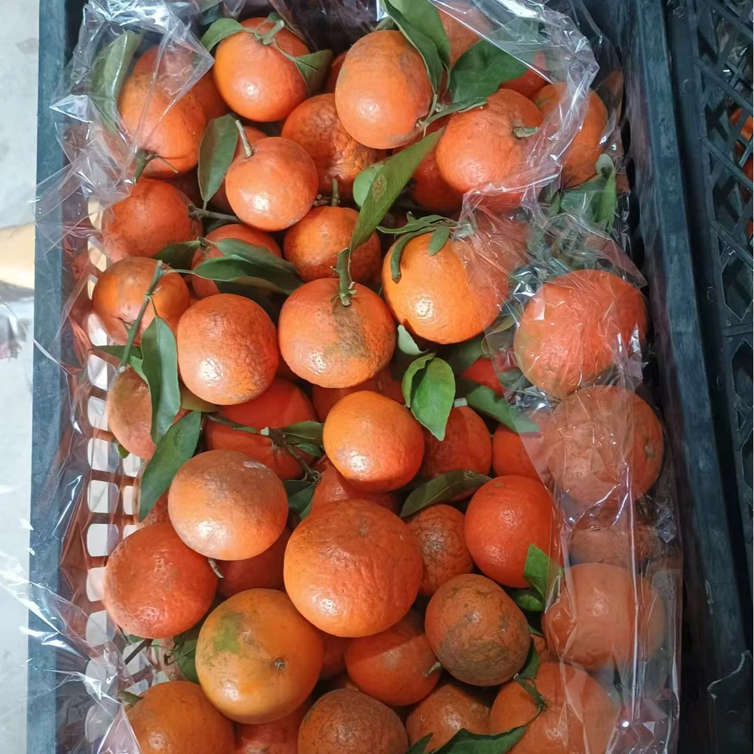 乌柑7斤/份（送货到小区门口）