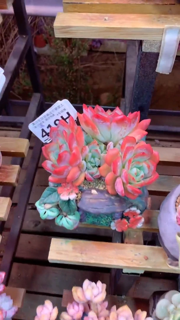 419H（一物一拍，精品多肉.二十八包邮非偏远）