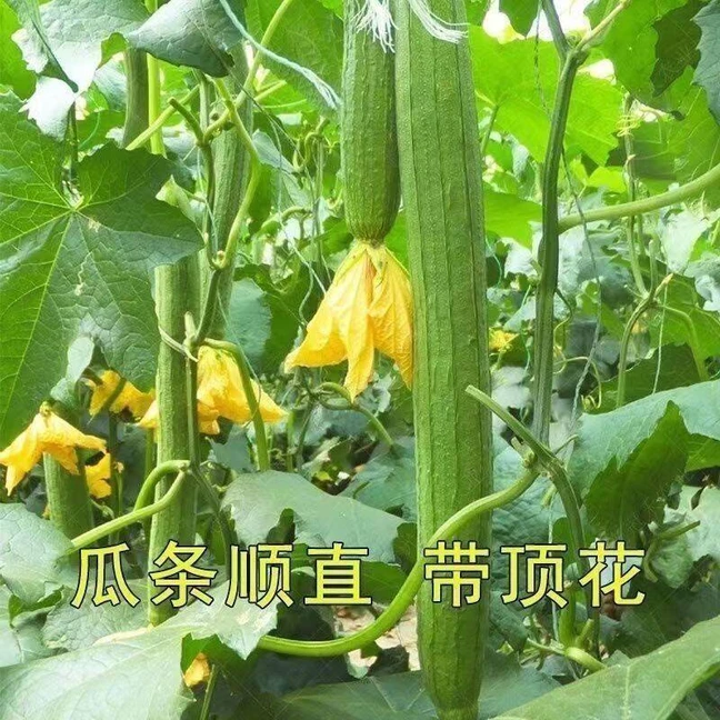 基地直发丝瓜大肉丝瓜苗秧苗寿光直发四季盆栽耐寒蔬菜易成活