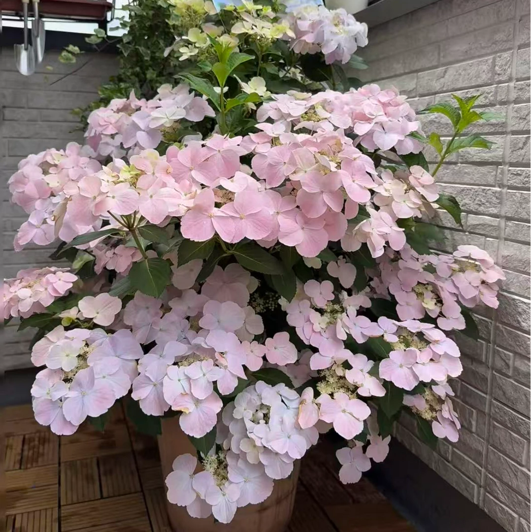 【爬藤绣球盆花】秋季变色粉色适合庭院阳台种植喜水花卉