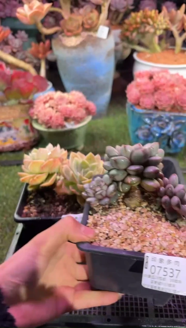 【闪购商品】07537