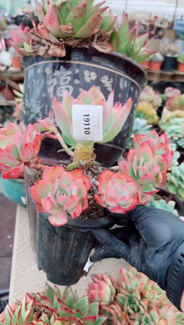 惜**顺19110多肉植物一物一拍