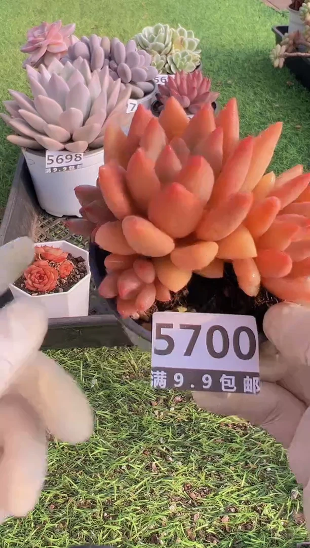 【闪购商品】信福多肉一物一拍