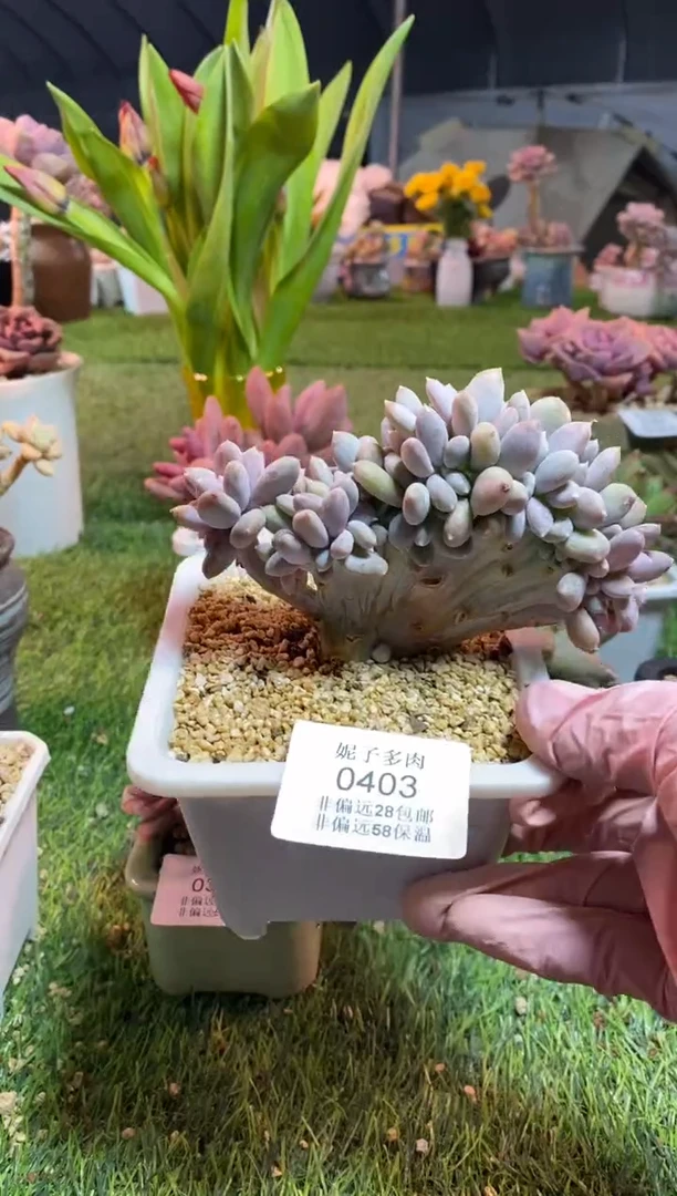 【闪购商品】0403a