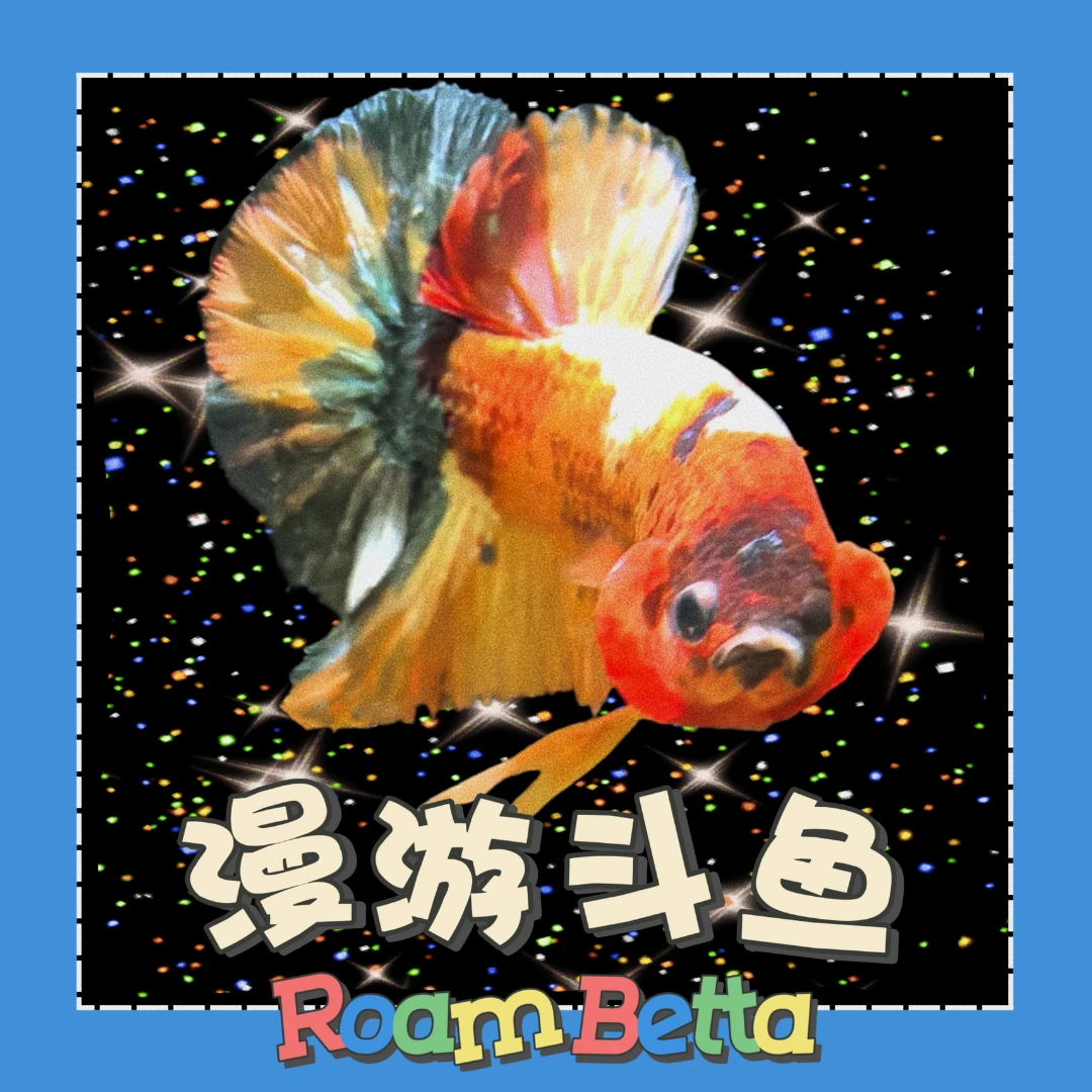 【漫游斗鱼】直播专属 泰国精品斗鱼 母鱼专拍