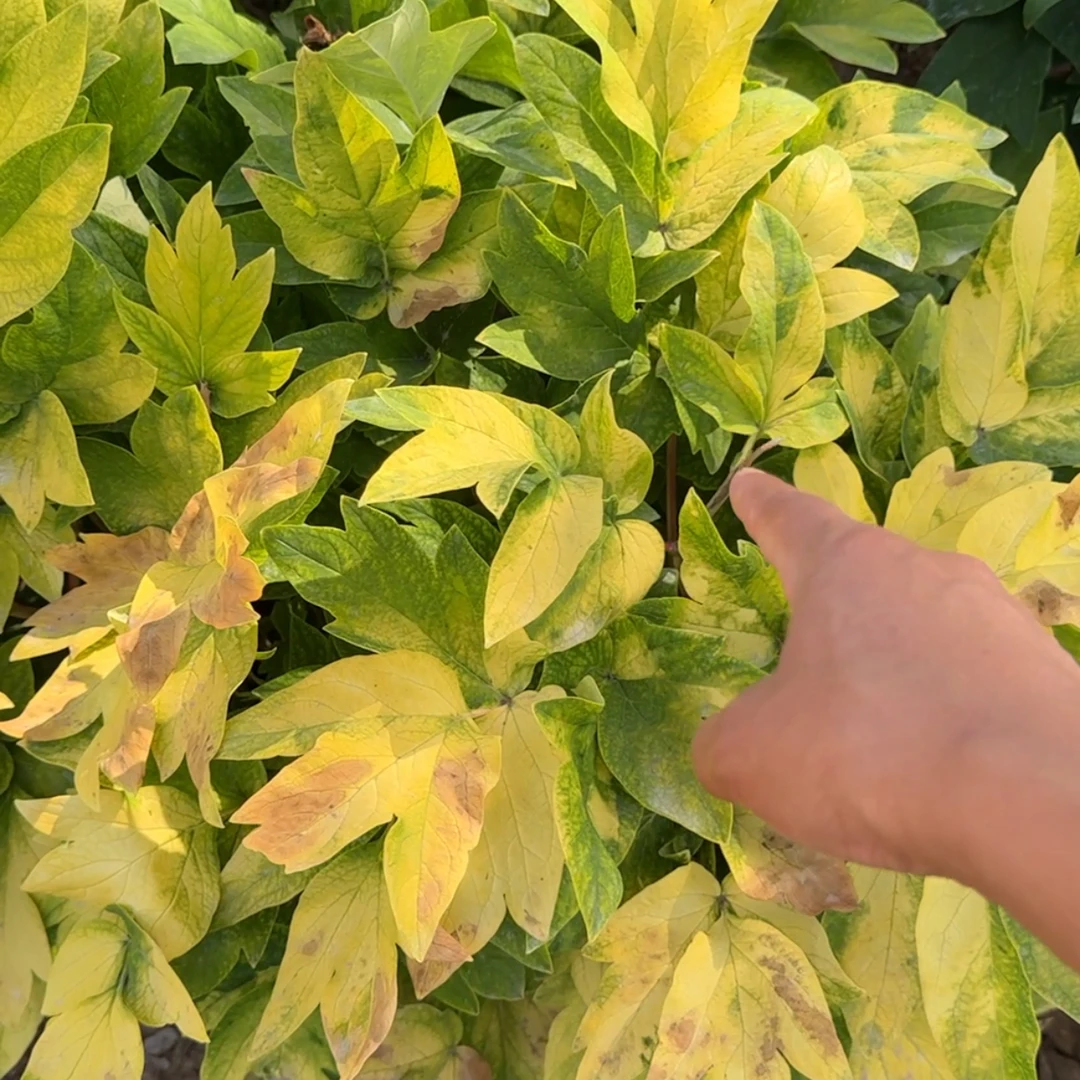 5号 牡丹籽 送 A+B  使用说明书