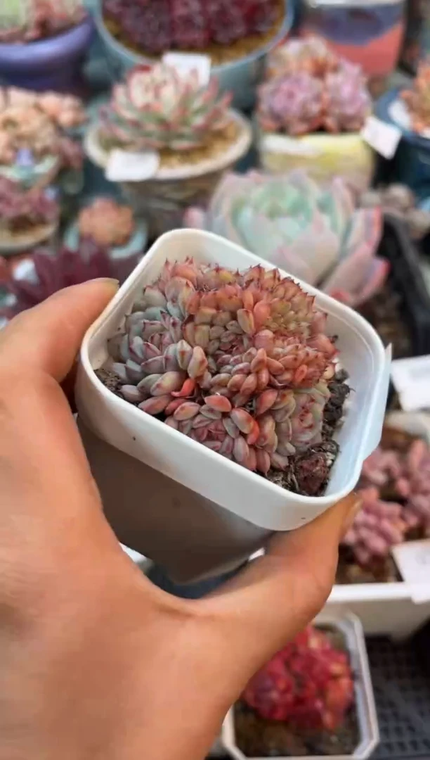 9386小群白胖子多肉
