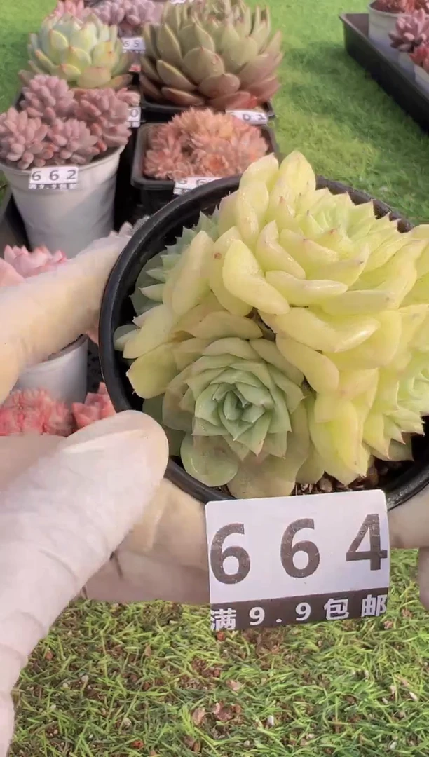 【闪购商品】信福多肉一物一拍