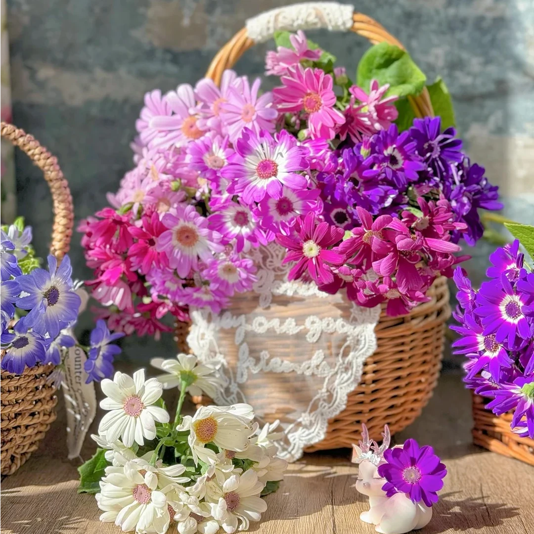 【瓜叶菊 一物一拍1-50】 两单冷链，三单空运，偏远地区10元运费